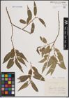 Foto von Salix fragilis L.